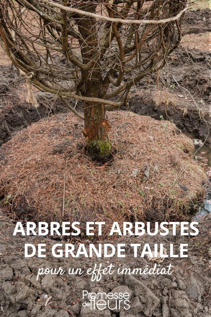 Bäume und große Sträucher