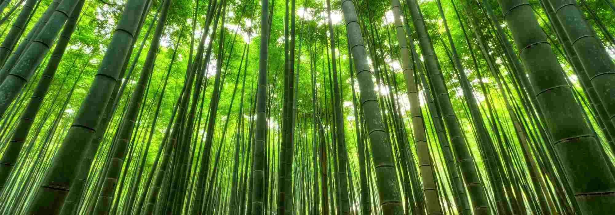 6 schnell wachsende Bambusarten