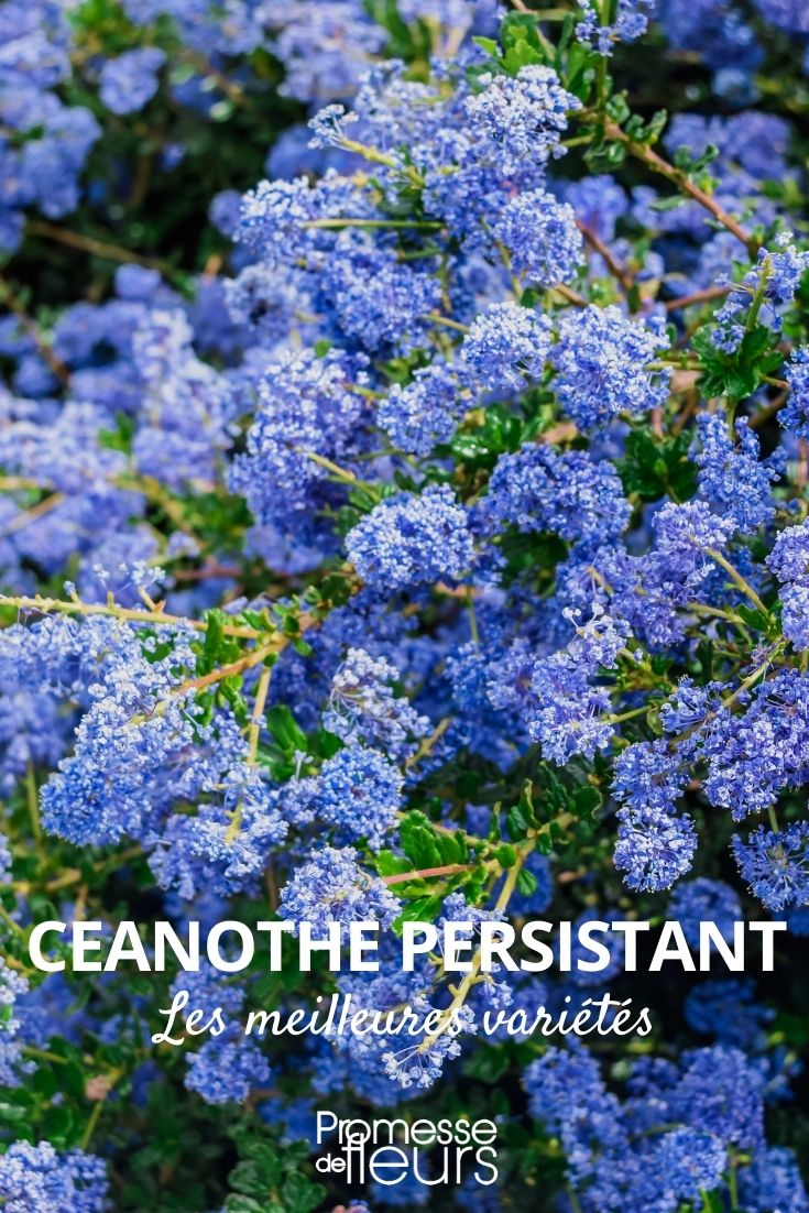 Oenothera, auch bekannt als Nachtkerze, ist eine mehrjährige Pflanze, die für ihre anhaltende Blüte und ihre pflegeleichte Natur geschätzt wird. Diese robuste Staude bringt von Frühling bis Herbst eine Fülle von leuchtenden Blüten hervor, die oft in Gelb-, Rosa- oder Weißtönen erstrahlen. Die Nachtkerze ist besonders beliebt in Steingärten, Rabatten und als Bodendecker, da sie Trockenheit gut verträgt und wenig Pflege benötigt. Ihre Blüten öffnen sich oft am späten Nachmittag oder Abend, was ihr den Namen "Nachtkerze" eingebracht hat. Diese Pflanze ist eine ausgezeichnete Wahl für Gärtner, die langanhaltende Farbe und einfache Pflege in ihrem Garten wünschen.