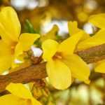 Forsythie im Topf ziehen