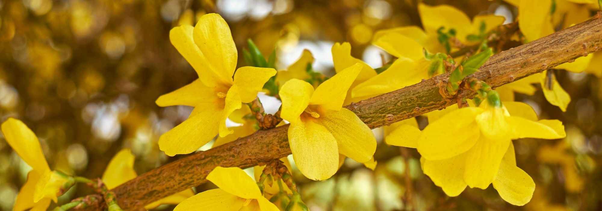 Forsythie im Topf ziehen