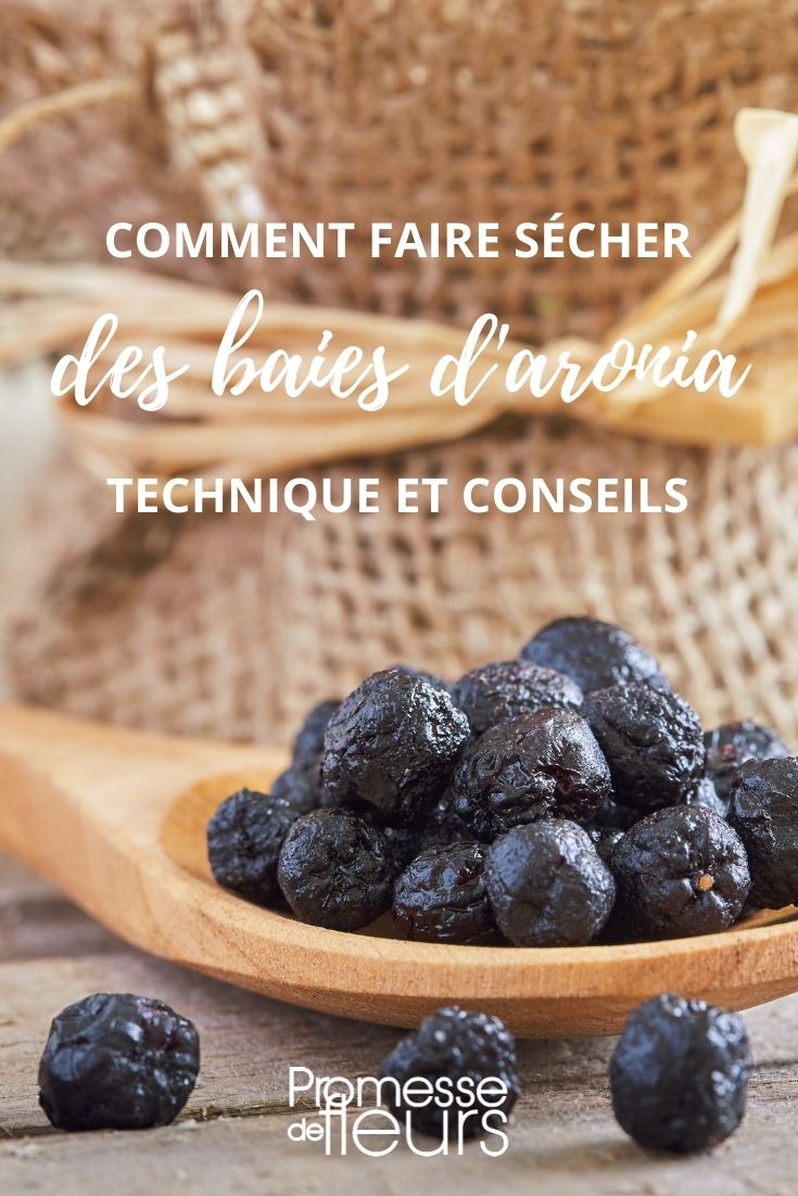 Aronia-Beeren trocknen