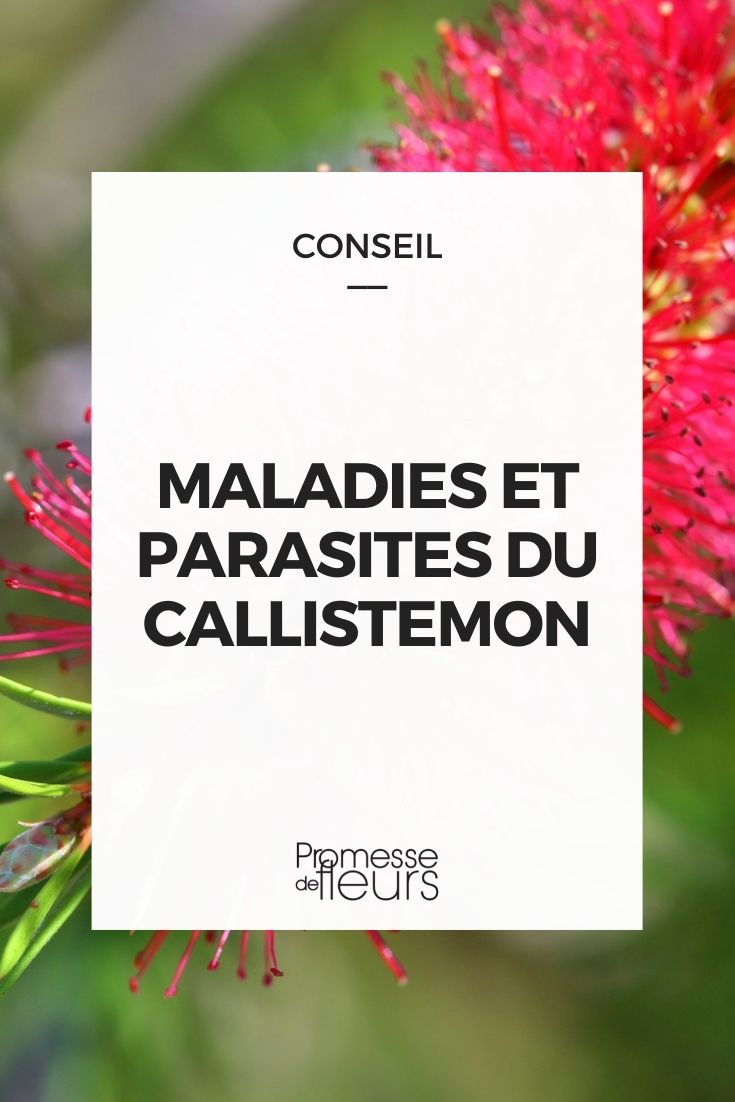 Krankheiten und Schädlinge beim Callistemon