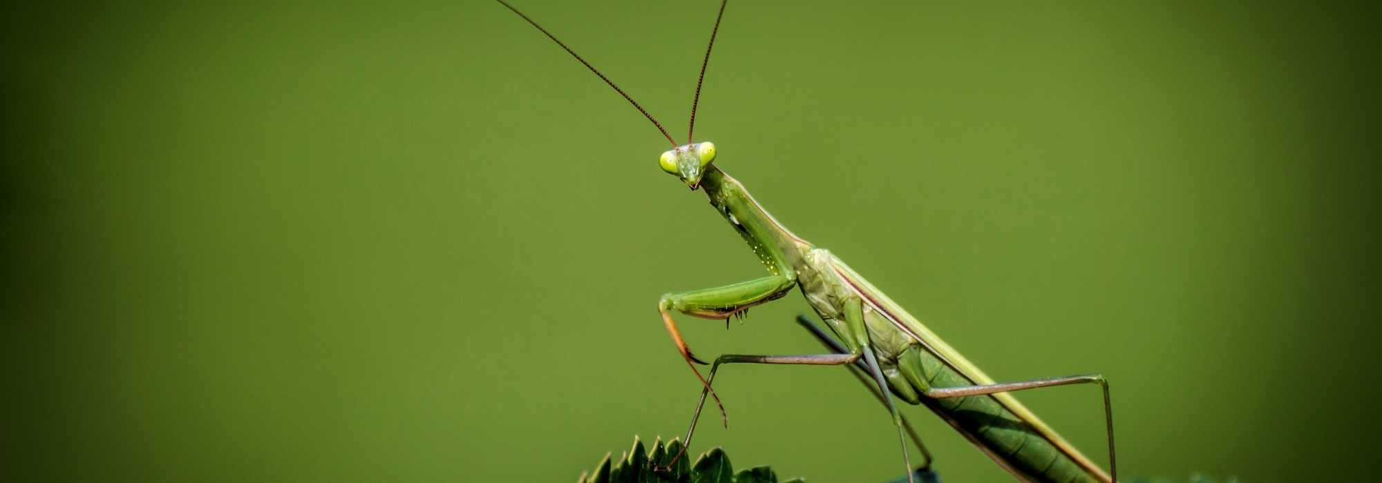 Gottesanbeterin – Mantis religiosa: Welches Insekt ist das?