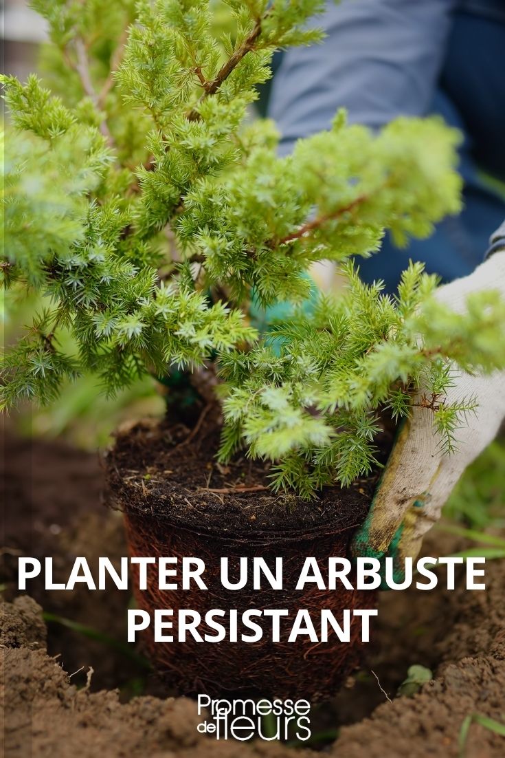 Strauch mit immergrünen Blättern pflanzen