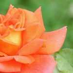 7 großblütige orange Buschrosen