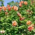 5 orangefarbene Kletterrosen
