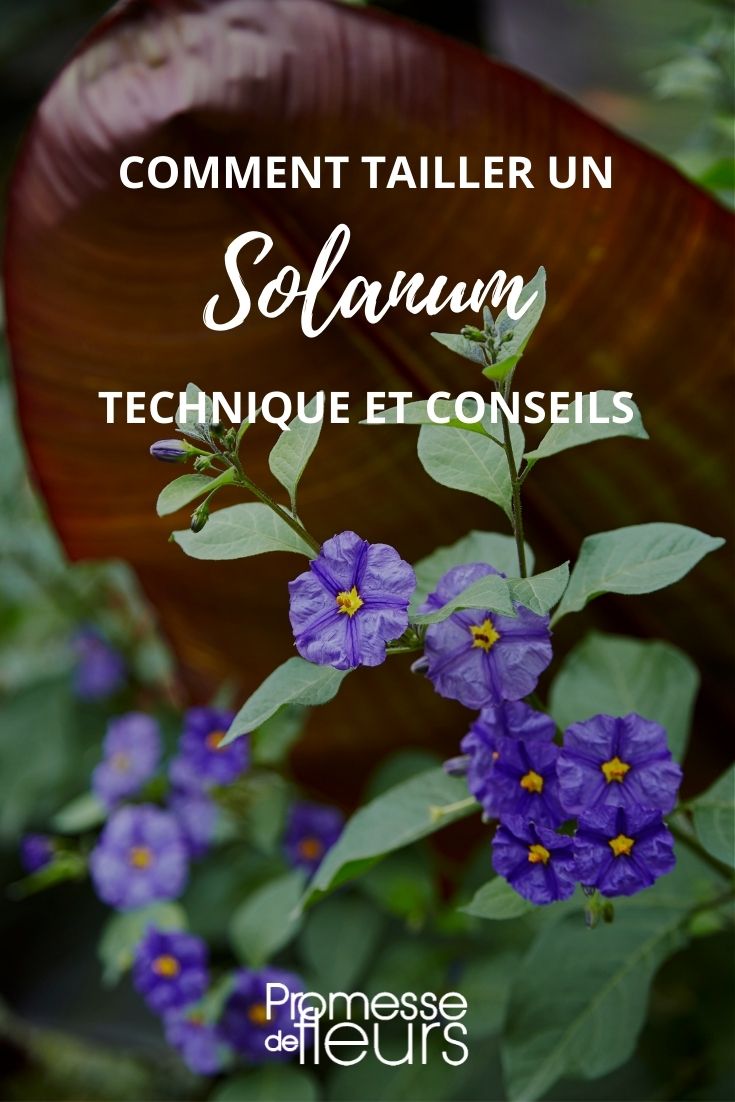 Solanum schneiden