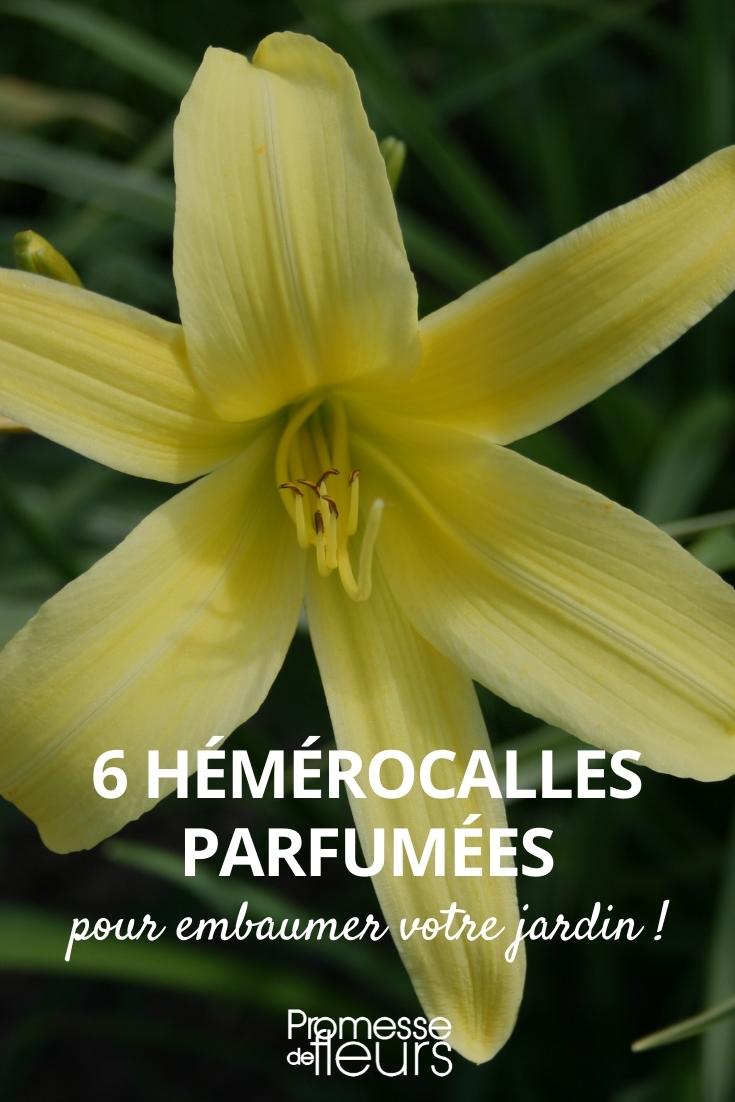 Hemerocallis duftend