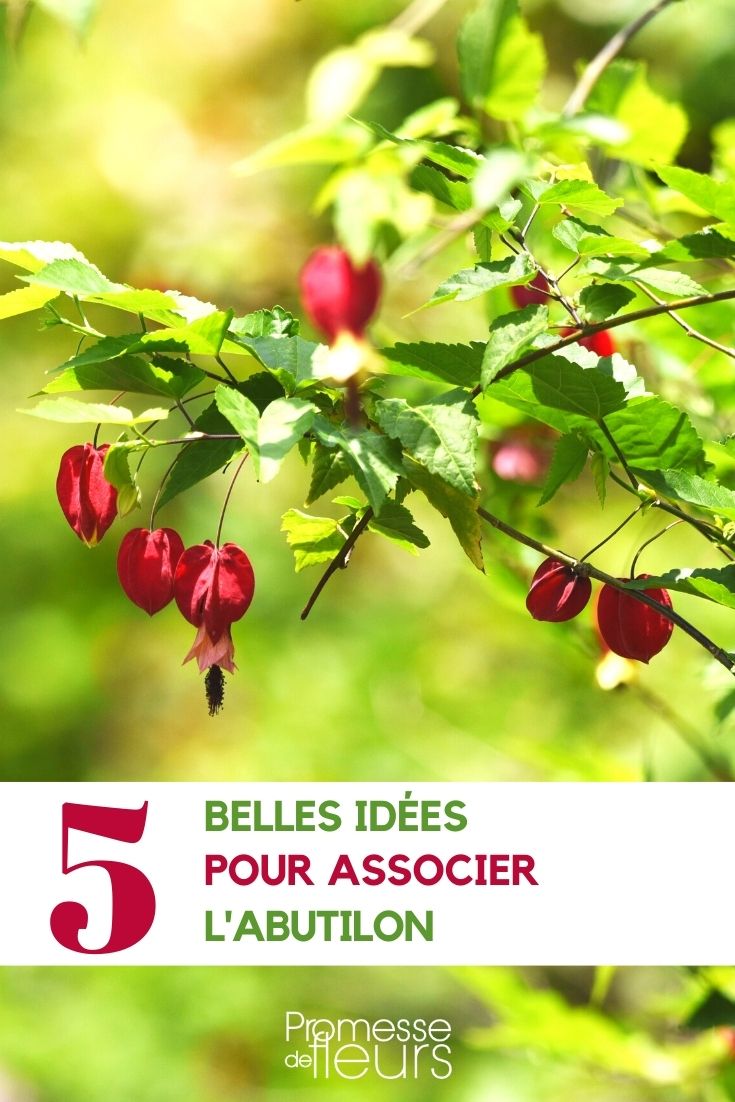 Ideen für die Kombination von Abutilon