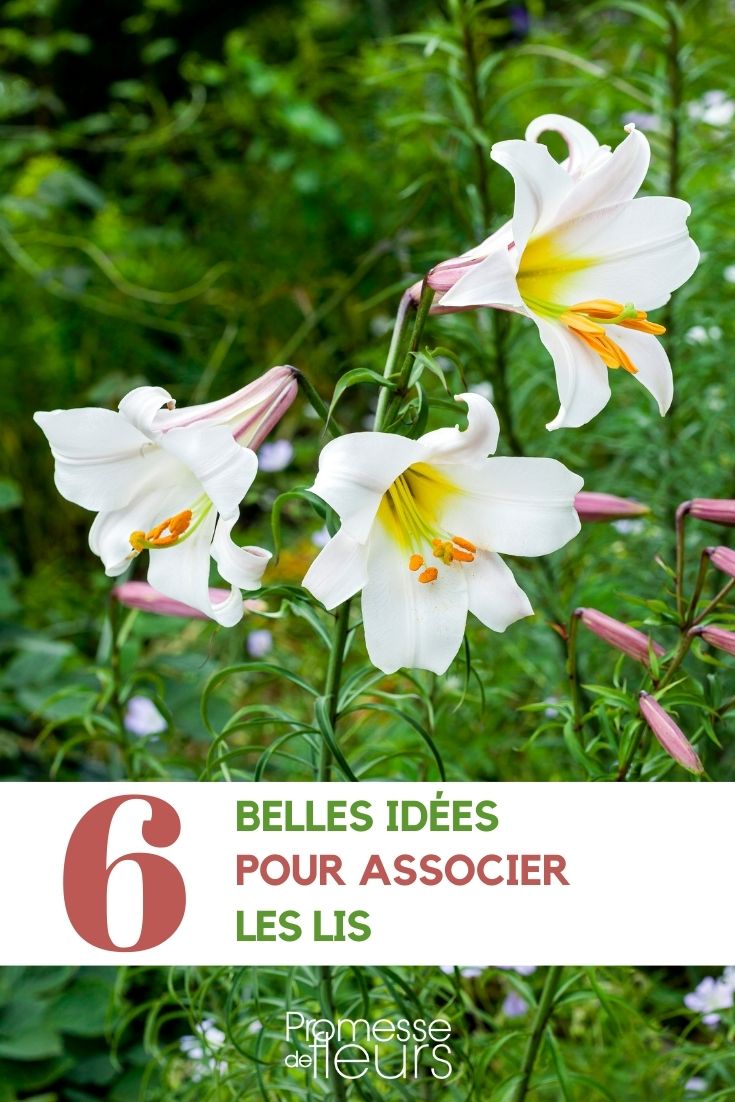 Vereinigung Lilie Lilium