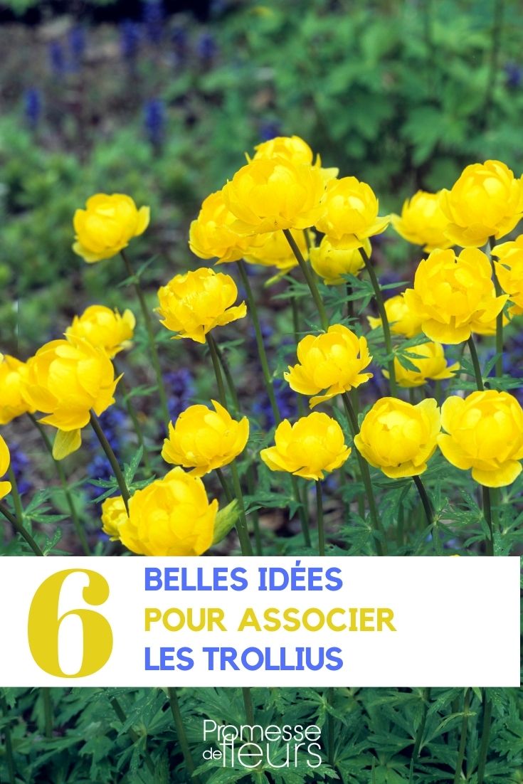 Trollius verbinden
