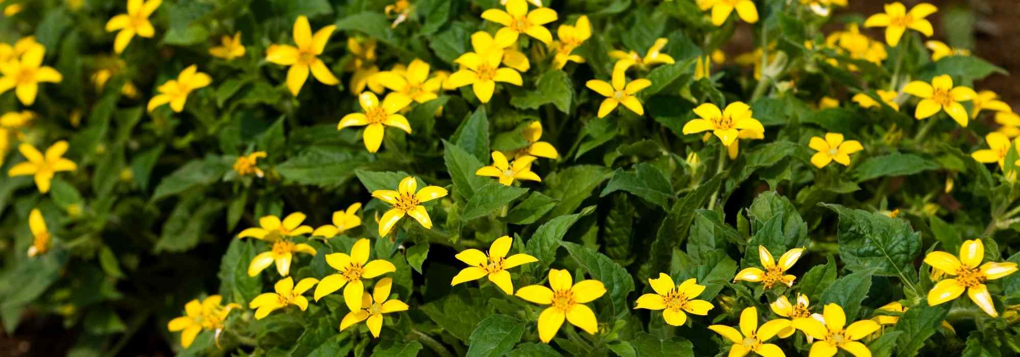 Goldkörbchen: Pflanzen, Pflege