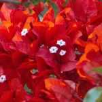 8 rote Kletterpflanzen