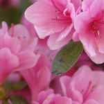 10 Japanische Azaleen mit rosa Blüten