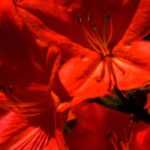 10 Japanische Azaleen mit roten Blüten