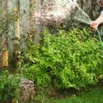 Bodenfeuchte im Garten bestimmen?