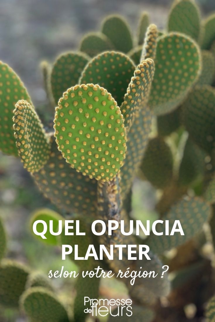 Kultur von Opuntien je nach Klima und Region