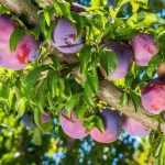 Welche Obstbäume und -sträucher für Lehmboden?