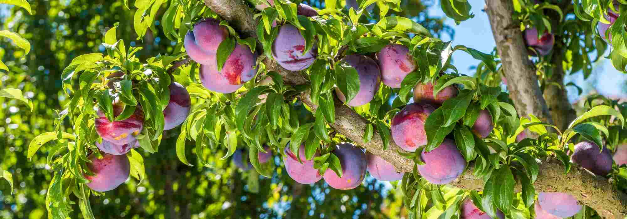 Welche Obstbäume und -sträucher für Lehmboden?