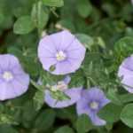 Convolvulus kombinieren