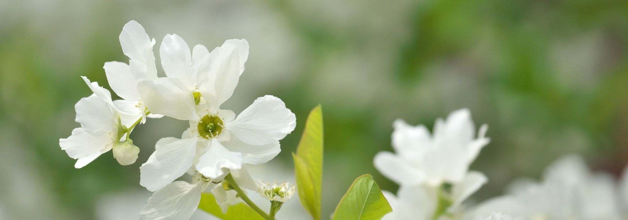 Exochorda kombinieren