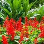 Rote oder purpurne Blumen kombinieren
