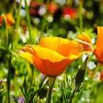 Orange Blüten kombinieren