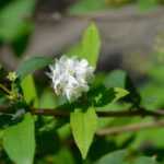 Deutzia durch Stecklinge vermehren