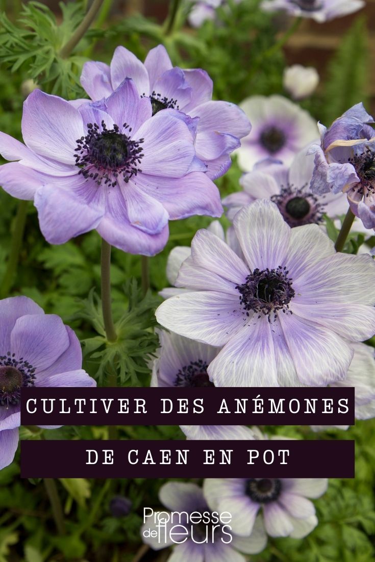 Anemone de Caen im Topf kultivieren