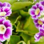 Primula auricula im Topf kultivieren