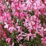 Gaura vermehren: Unsere Anleitung