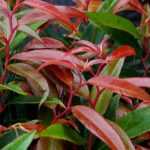 Leucothoe kombinieren