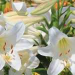Lilien kombinieren