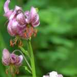 Beste Lilien für den Naturgarten