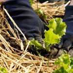 Welches Mulchmaterial fürs Gemüsebeet?
