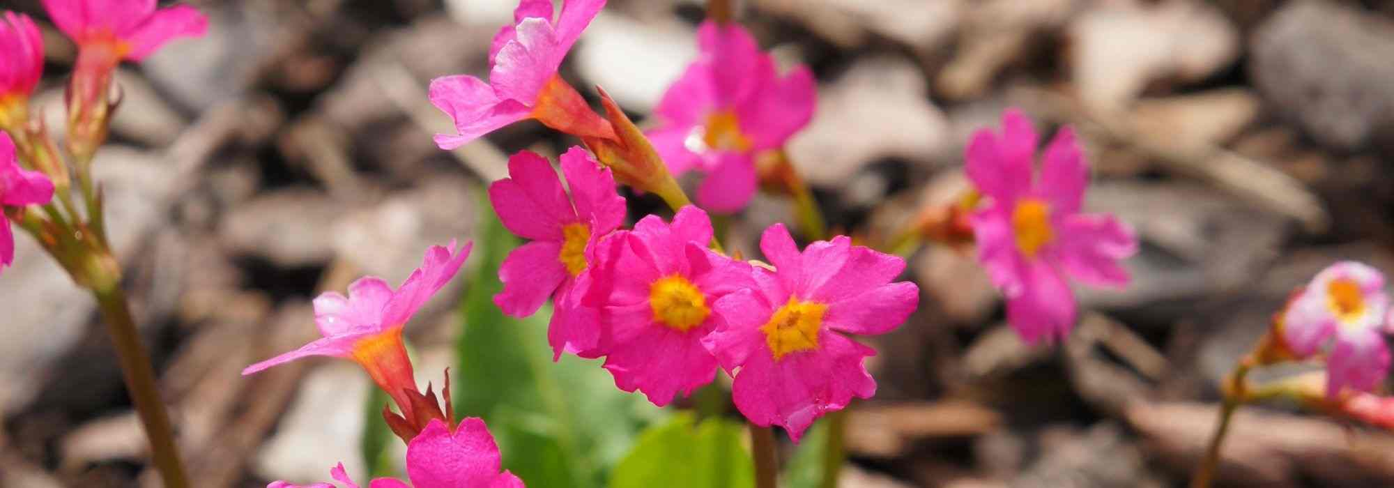 8 Primeln mit außergewöhnlicher Blüte