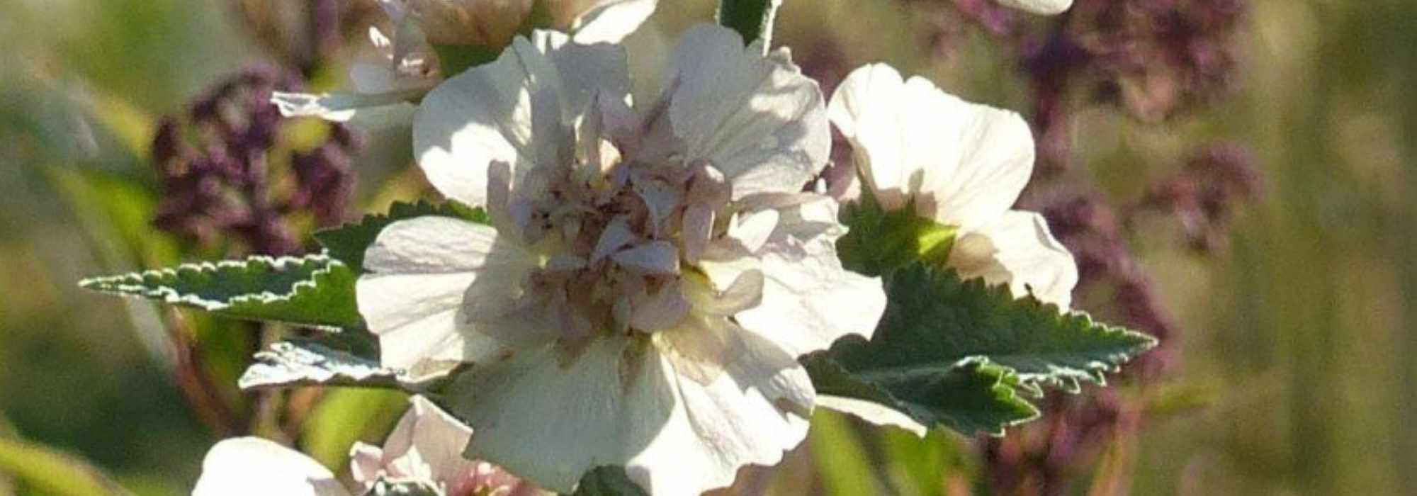 Halbstrauchige Stockrose kombinieren