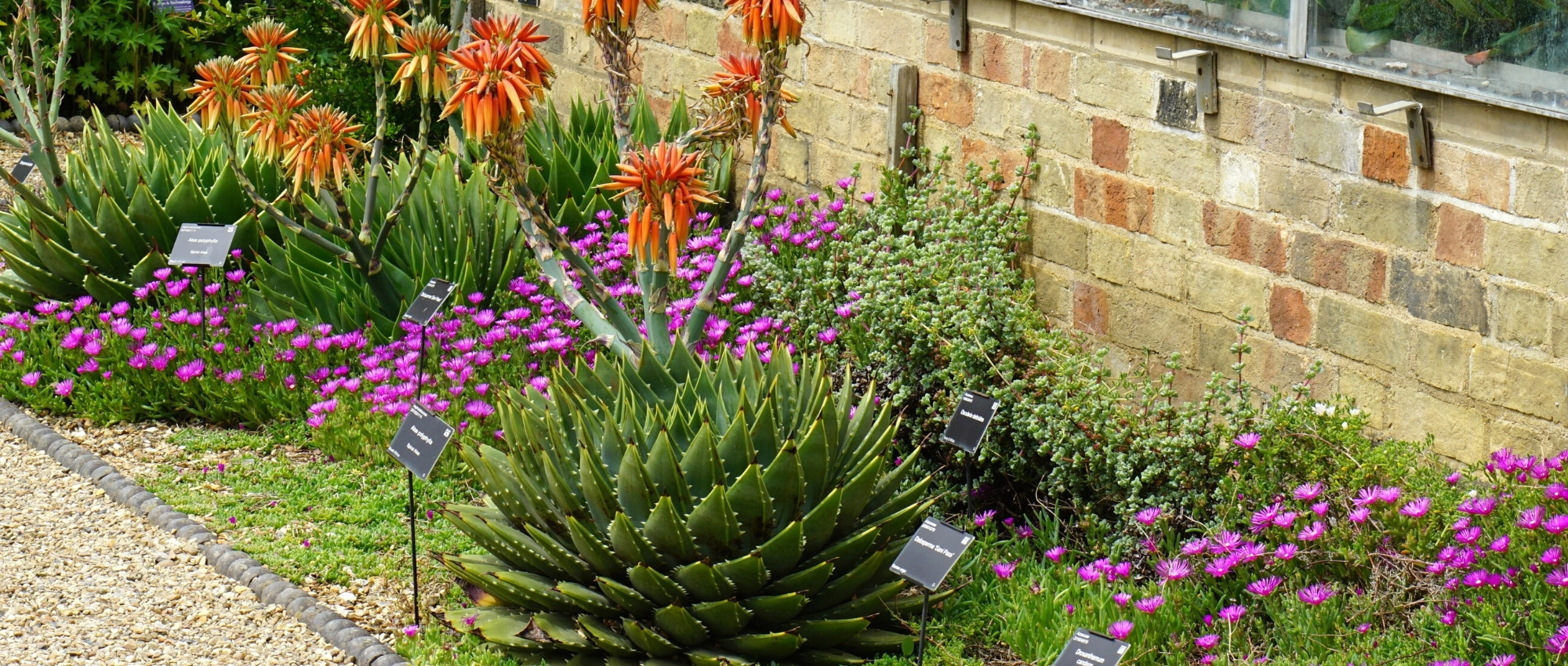 Aloe kombinieren