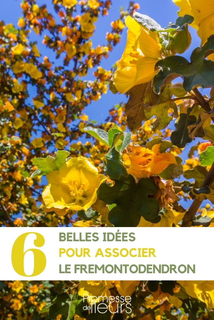 Fremontodendron im Garten
