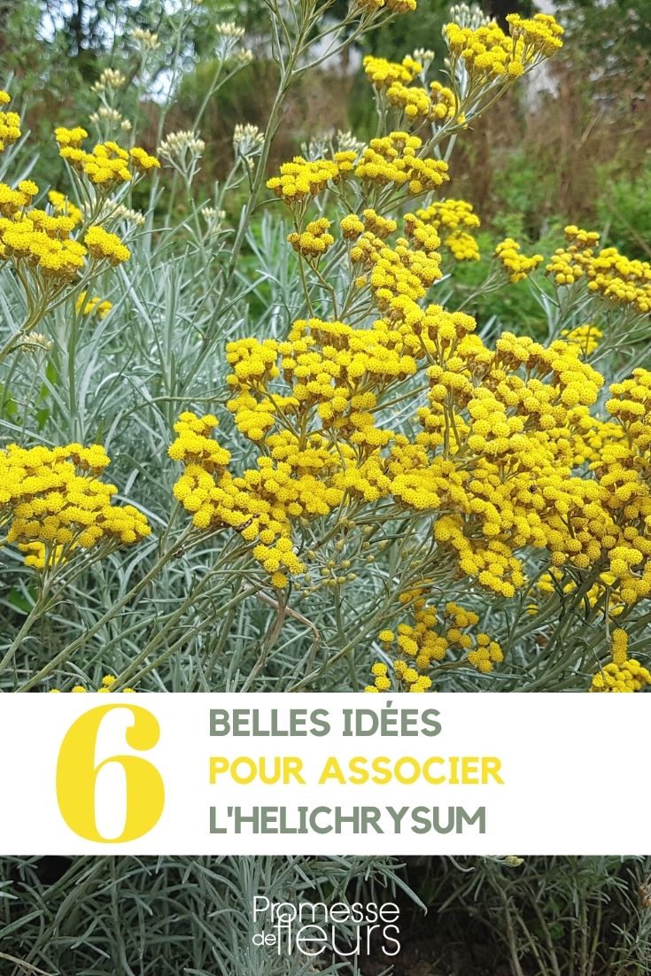 Helichrysum Immortelle (dt. Strohblume)