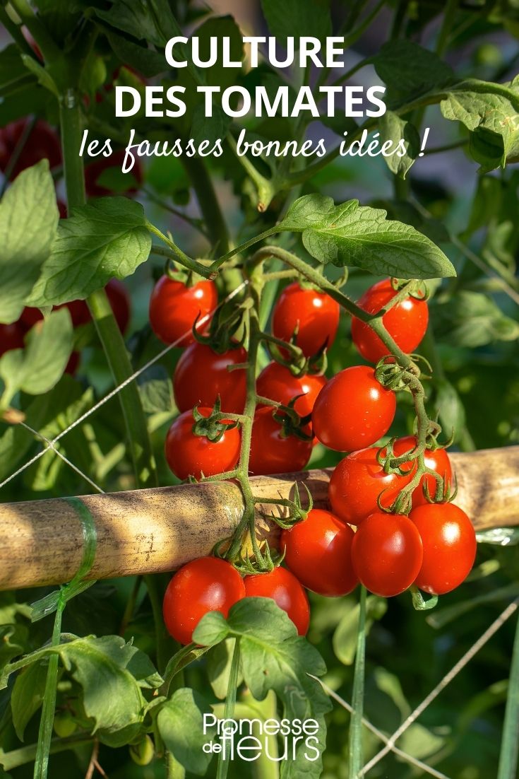 Mythen über den Tomatenanbau