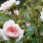 Was unter Rosen pflanzen?
