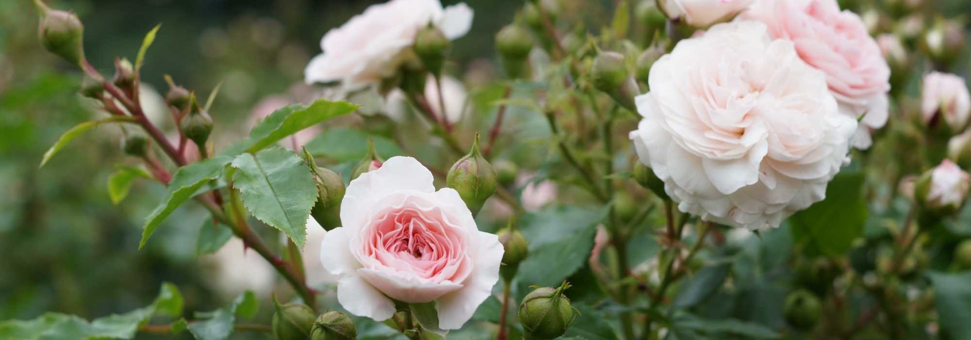 Was unter Rosen pflanzen?