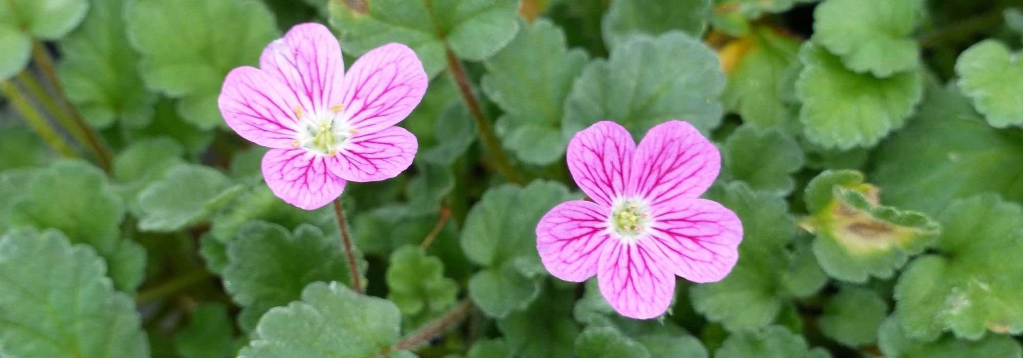 Erodium im Topf kultivieren