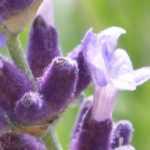 Lavendel: schönste Sorten mit violetten Blüten