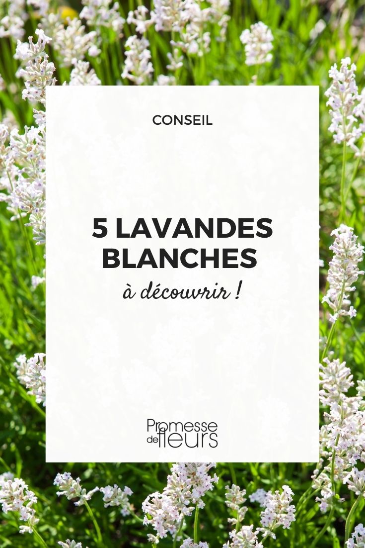 Weiße Lavendel (Lavandula)