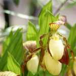 Gartenorchideen: pflanzen und pflegen