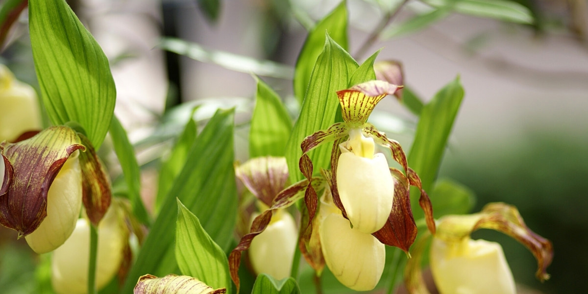 Gartenorchideen: pflanzen und pflegen