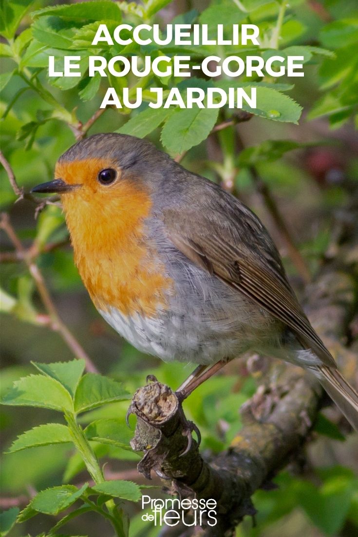 Den Rotkehlchen im Garten willkommen heißen